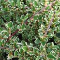Cotoneaster horizontalis 'Variegata' feuille P1A